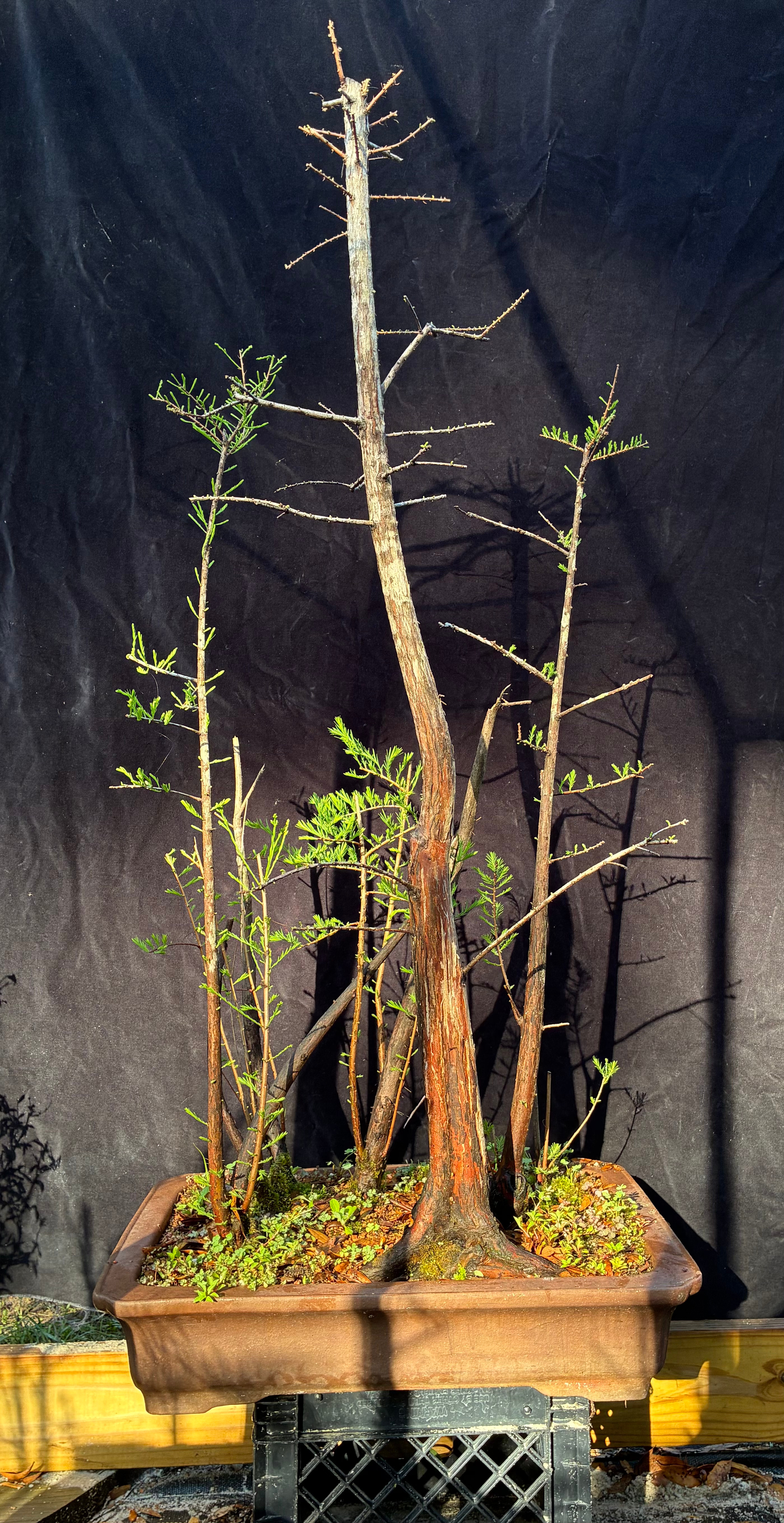 Bald Cypress Forest