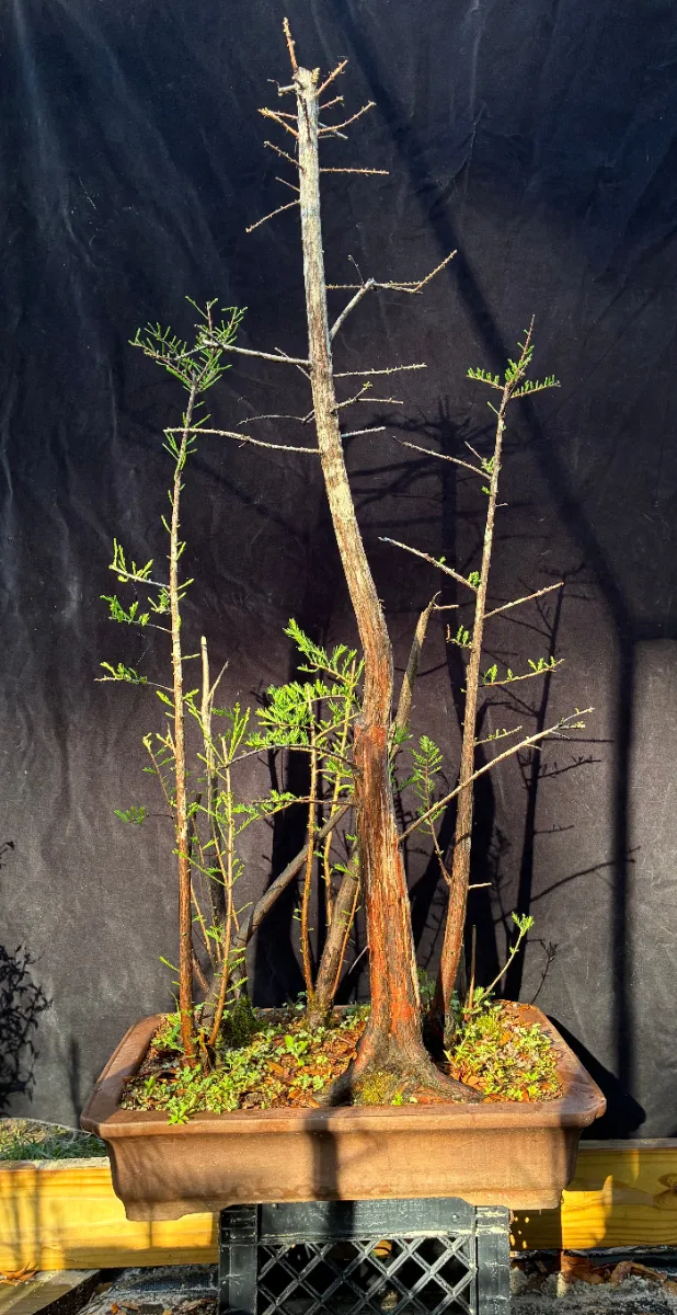 Bald Cypress Forest