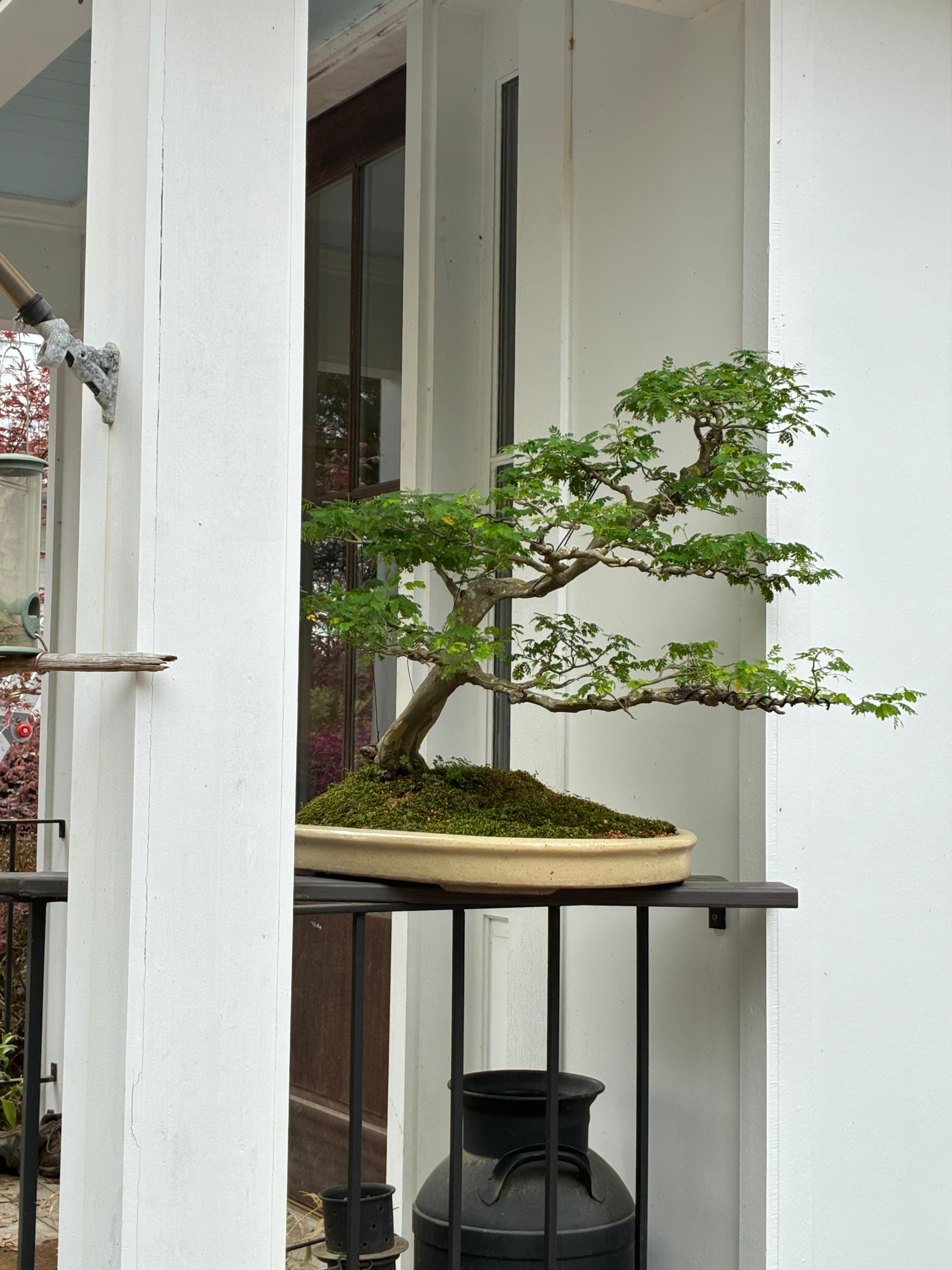 Brazilian Raintree