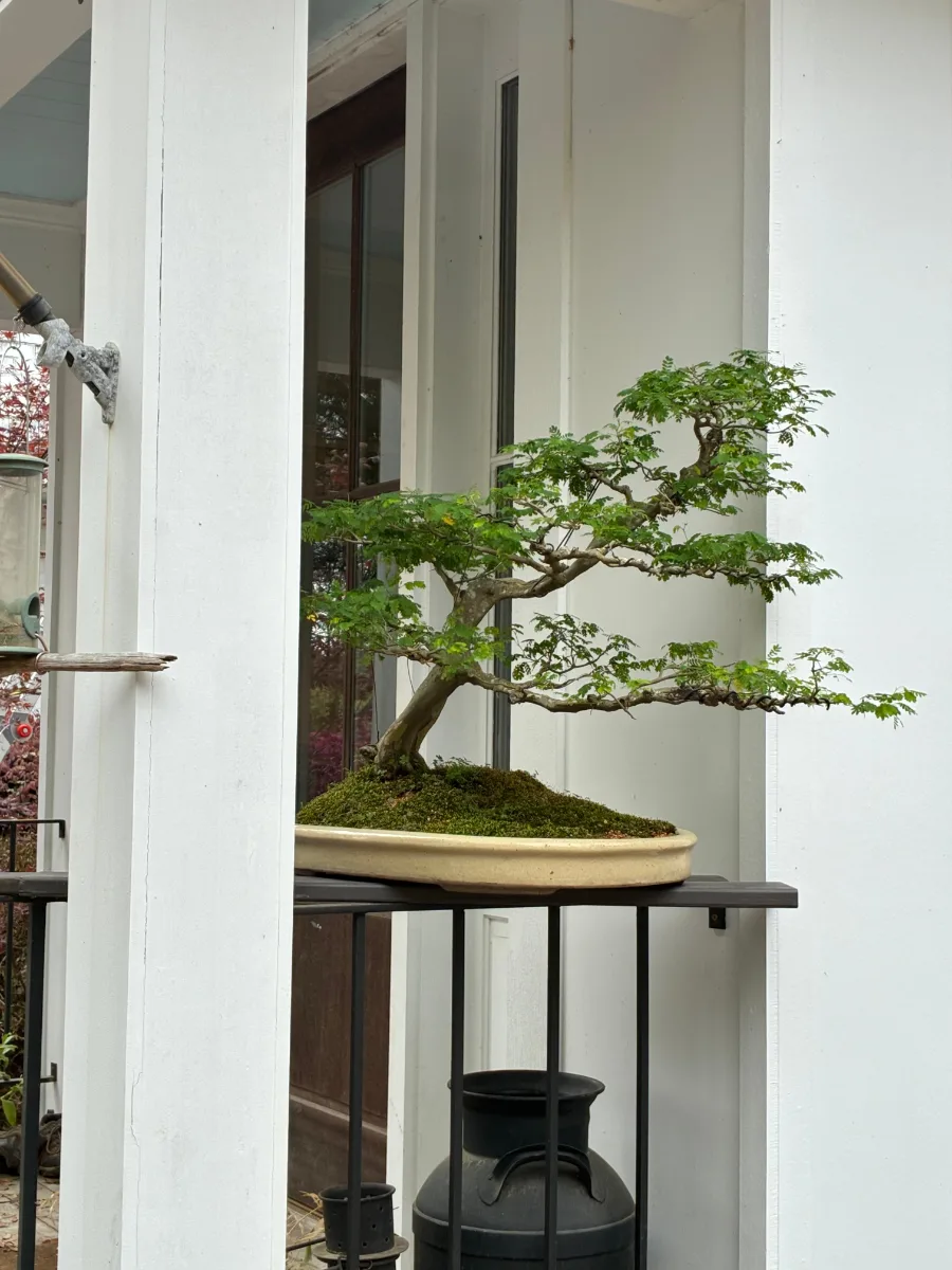 Brazilian Raintree, Chloroleucon tortum
