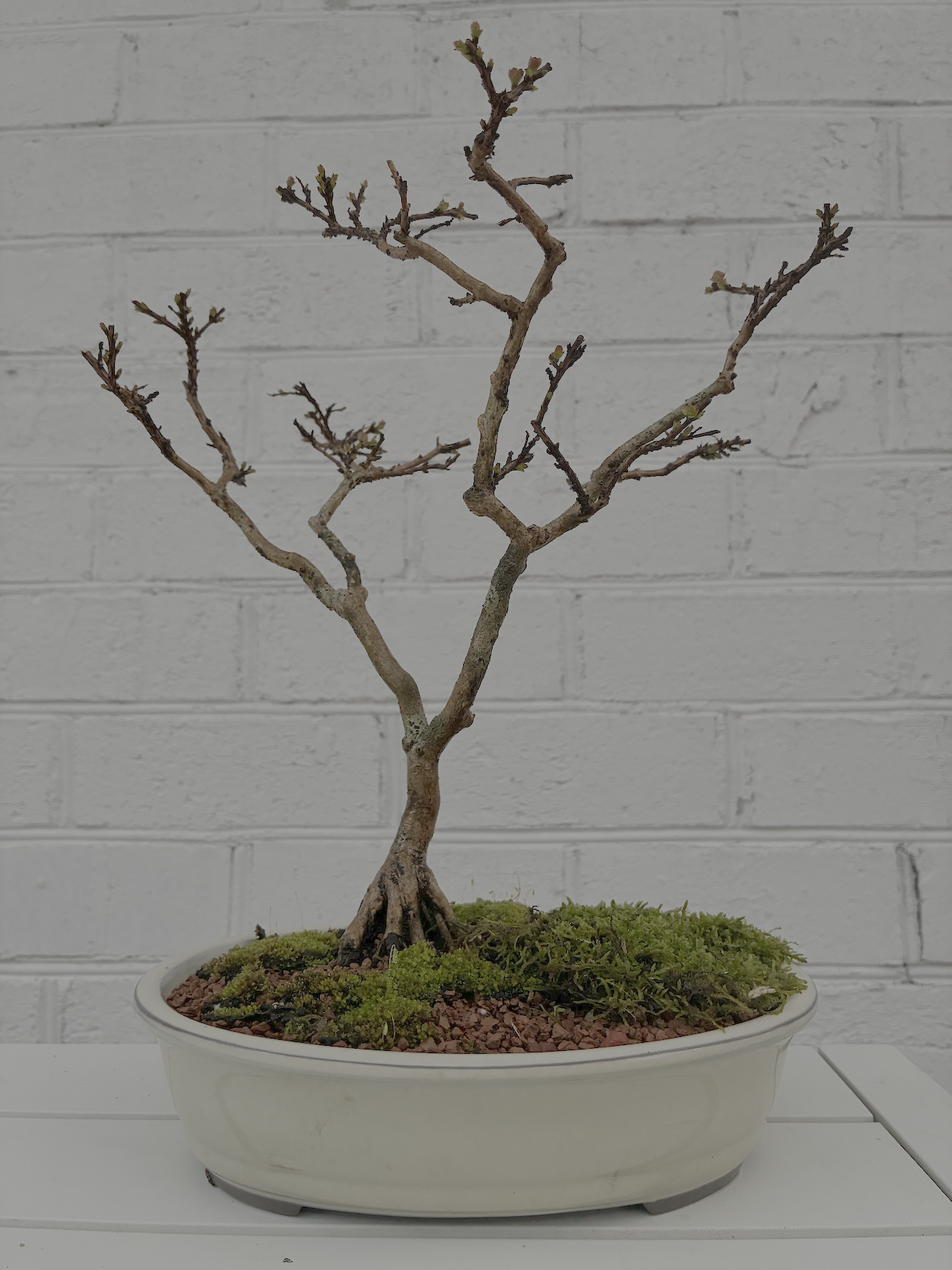 Crepe Myrtle — Lagerstroemia indica