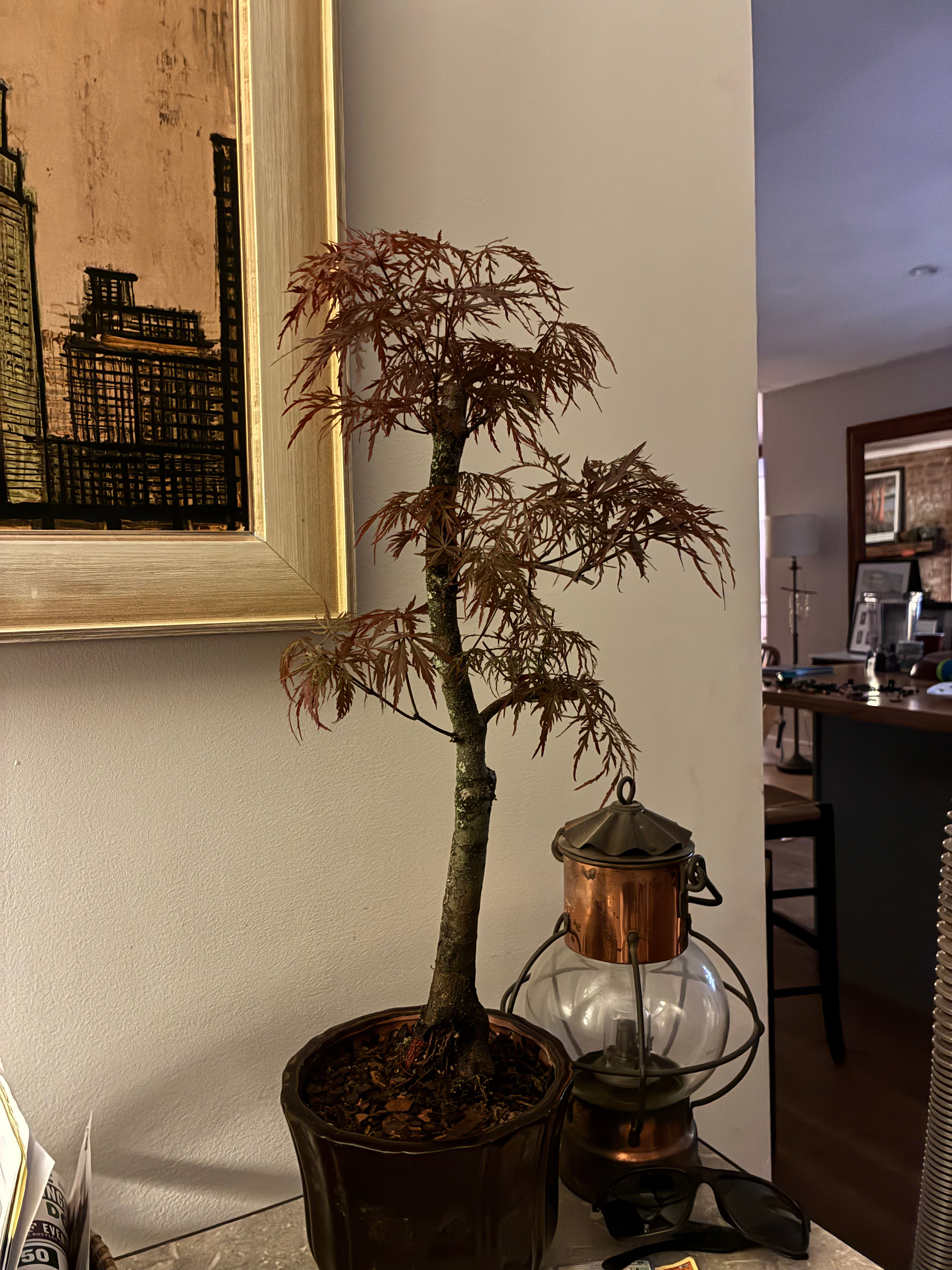 Japanese Maple Deshojo