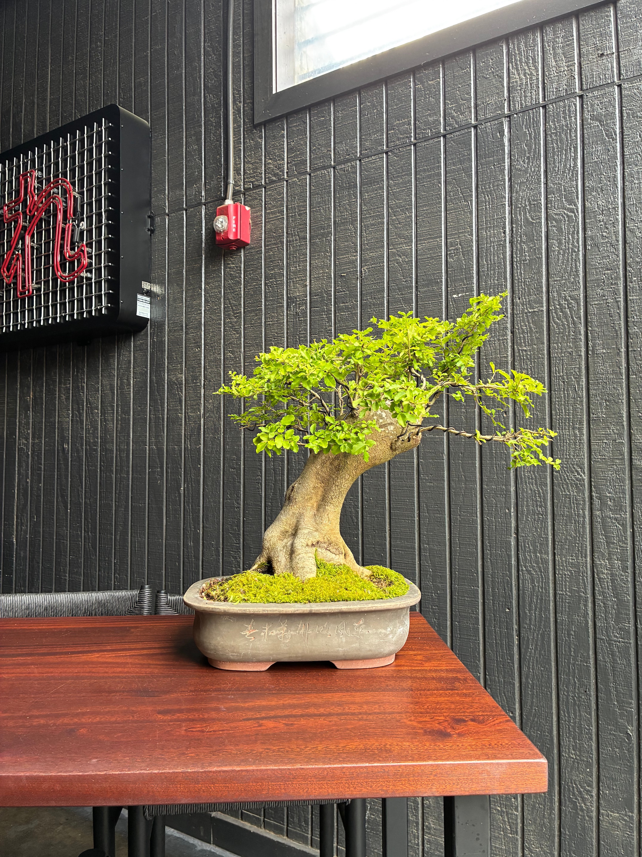 Privet — Ligustrum